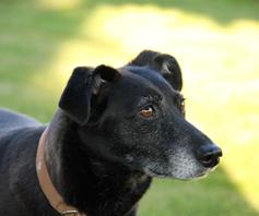 Biscotti per la pulizia dentale del cane